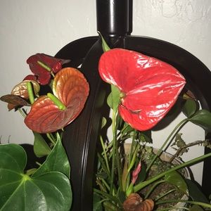 Meet your Posher, Florrencia